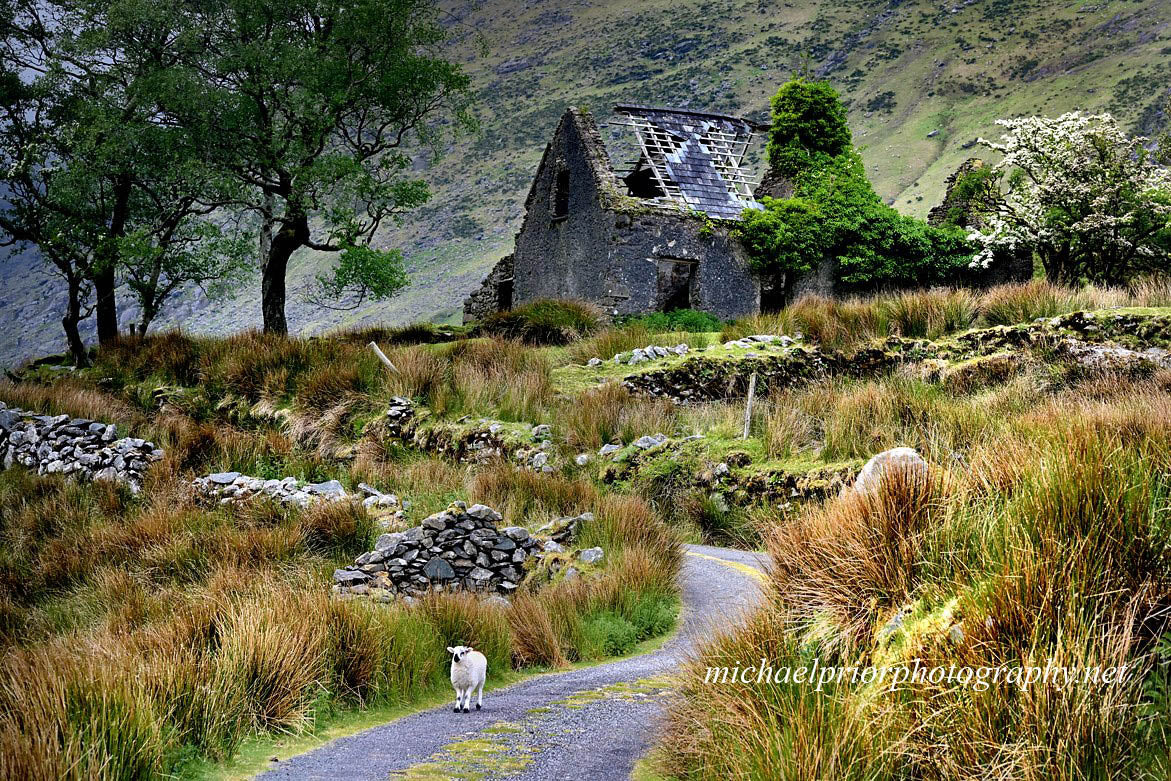 Little lamb in the black valley co Kerry