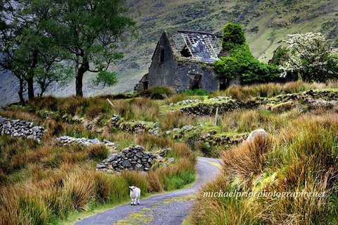 Little lamb in the black valley co Kerry