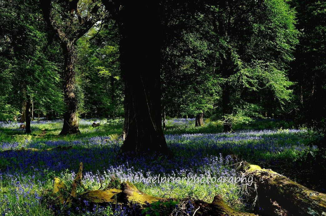 Fairytale Kingdom - Bluebells In Killarney National Park - Michael Prior Photography 