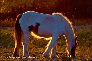 A Beautiful Horse With the Sunset lighting her up.