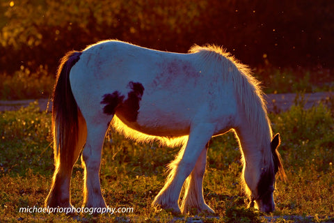 A Beautiful Horse With the Sunset lighting her up.