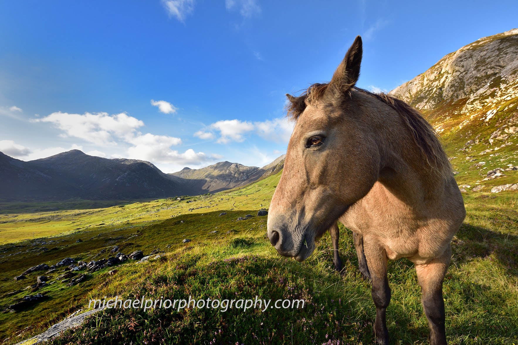 Connamara Pony In The Connamara National Park - Michael Prior Photography 