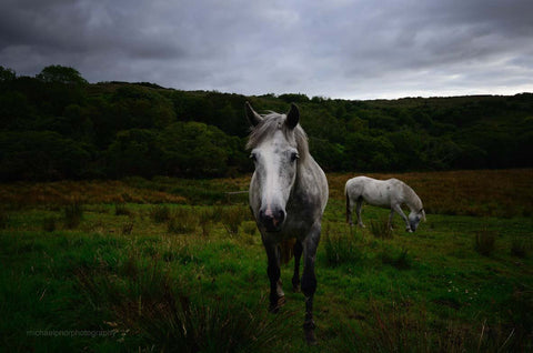 Connemara Ponies - Michael Prior Photography 