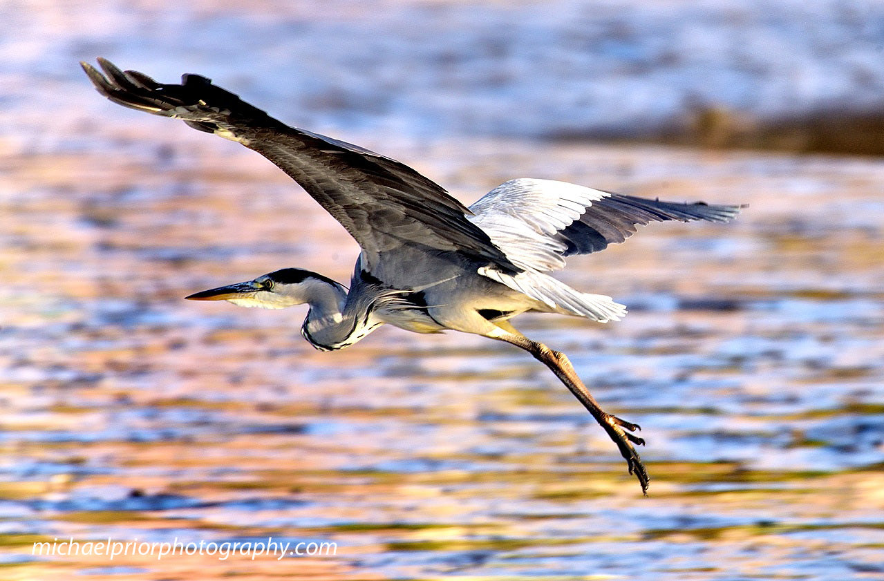 A Heron Looking For Somewhere to land With The Sunset Shining Off The Water.