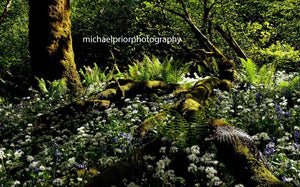 The Blanket Of Wild Garlic - Michael Prior Photography 