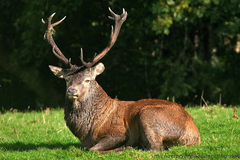 Stag in the Sunshine In Killarney national Park