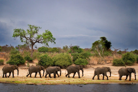 Elephant Tribe - Michael Prior Photography 