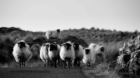 Baa'd To The Bone - Michael Prior Photography 