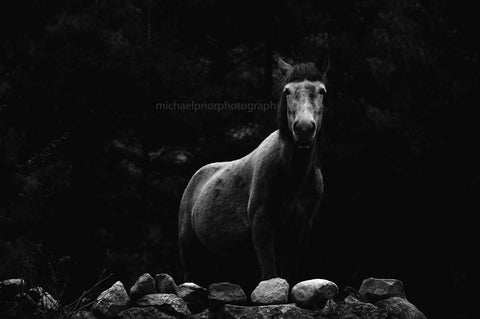 Dappled Grey - Michael Prior Photography 