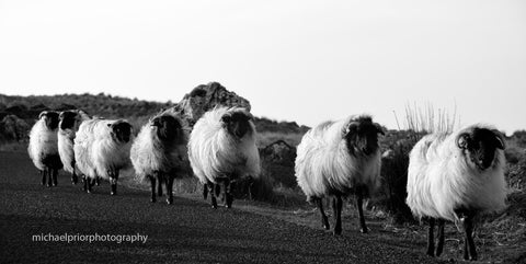 In Single File - Michael Prior Photography 