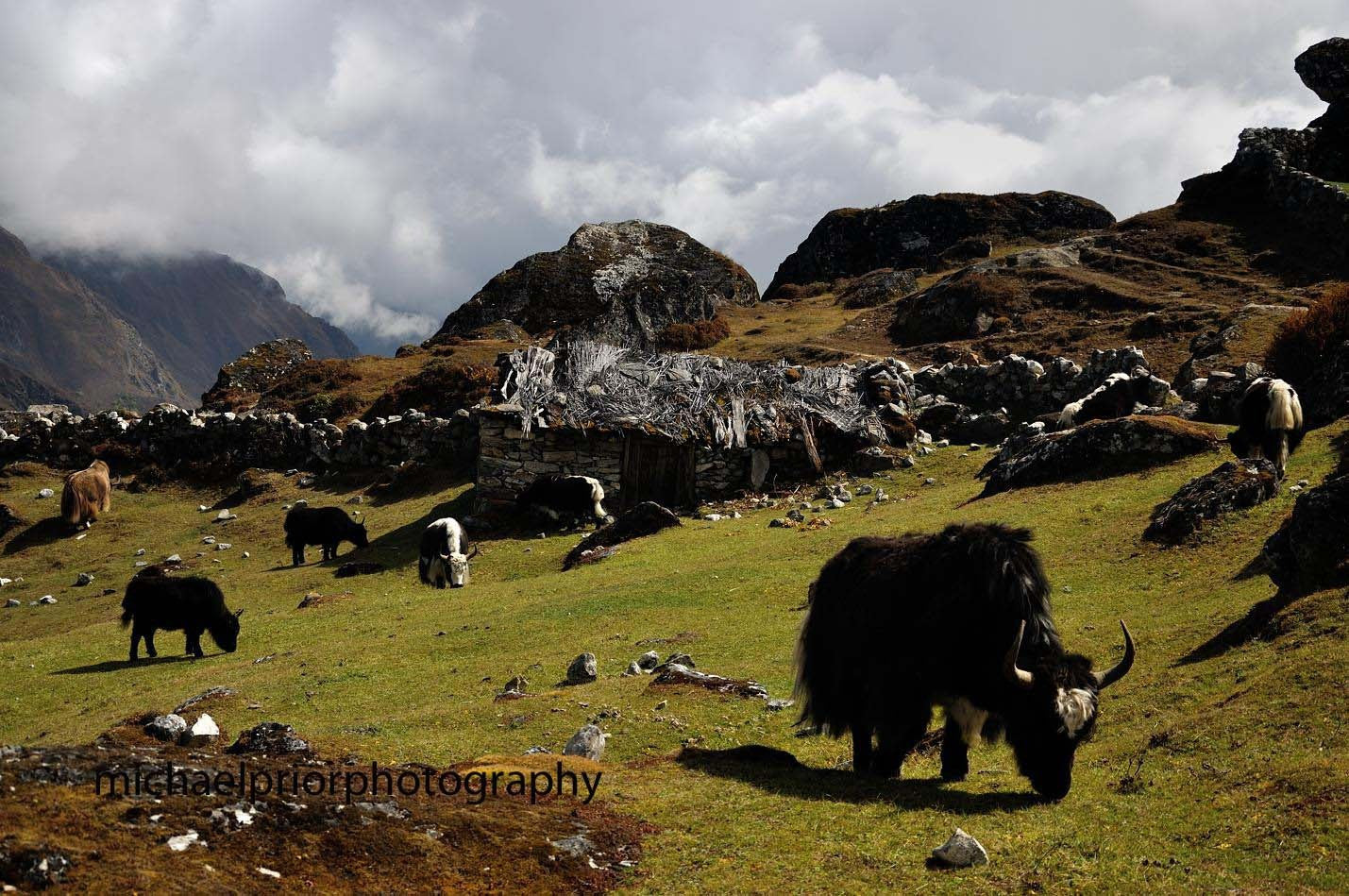 Field Of Yaks - The Himalayas - Michael Prior Photography 