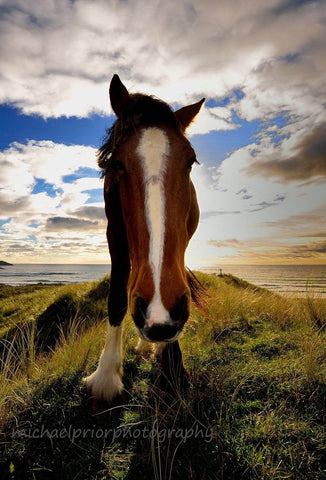 My Lovely Horse - Michael Prior Photography 