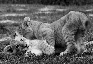 Lion Cubs Playing - Michael Prior Photography 