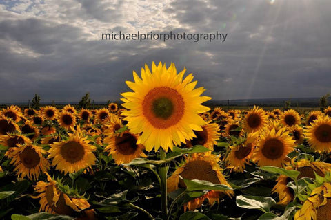 Field Of Sunflowers - Michael Prior Photography 