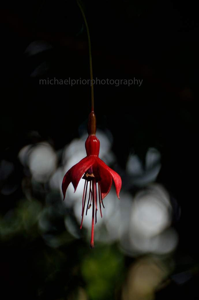 The Fuchsia - Michael Prior Photography 